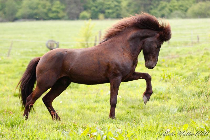 Alvar Deckherde c.jpg - Alvar fra Stora-Hofi